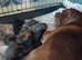 Puppies