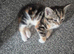 Adorable kittens