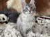 Exceptional Maine coons ready now
