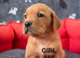 KC Labrador Retriever puppies