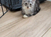 2 kittens both boys