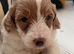 Outstanding Australia Labradoodle Puppies