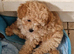 Gorgeous F1B Cavapoo Puppies looking for their forever home - Cheltenham