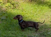 Chocolate miniature dachshund