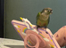 6-Month-Old Trained Green Cheek Conure &ndash; With Cage and Accessories