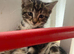 4 beautiful kittens - also rare gorgeous female ginger