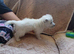 West Highland pups for sale