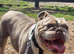 Tri coloured bulldog