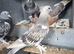 Pigeon for sale