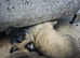 BELGIAN MALINOIS PUPPIES FOR SALE