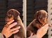 Beautiful Miniature Dachshund Puppies – Ready to View