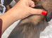 Long & Short Haired Sable over Cream Dachshund puppies