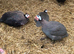 Happy healthy young Guinea fowl