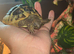 Beautiful tortoise