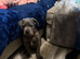 Cane corso female 11 weeks old