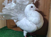 PURE WHITE GARDEN FANTAIL PIGEONS