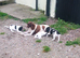 English Springer Spaniel Puppies