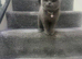 British short hair kittens
