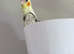 Hand reared, hand tame DNA’d baby cockatiels