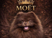 Chocolate Pomeranian stud