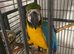 Steady Macaw talks not tame
