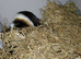 Guinea pigs
