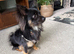 Long haired chihuahua for stud