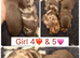 Miniature dachshunds available