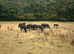 Beautiful Registered Dales Ponies - section a colt & filly foals