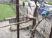 Budgies, canaries, finches to pre order