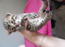 Kittens for sale