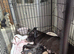 9 beautiful sibrian husky x cane corso