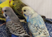 Budgies 2 months old