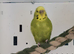 Various budgies for sale