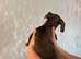 Beautiful miniature dachshund