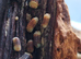 Cubaris rubber ducky isopod