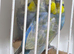 A pair of Rainbow Budgies