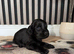 Cocker Spaniel puppies
