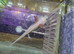 Lucy Axolotl
