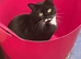 Magic 2 year spayed female