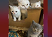 British Pedigree Blues 3 Males also White l male