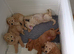 READY TO GO!!! Multigeneration Goldendoodle Puppies