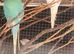 This years baby budgies