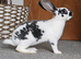 Stunning Mini rex male Genetically rare colour