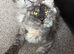 Maine coon kittens for sale