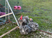 Blue mottled pekin bantam hatching eggs