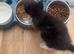 MALE ORPHANED KITTEN