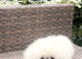 Stunning top quality Pekingese puppies