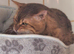 Savannah Tica SBTF5 Elton old needs a home
