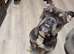 English bulldog cross french bulldog dog